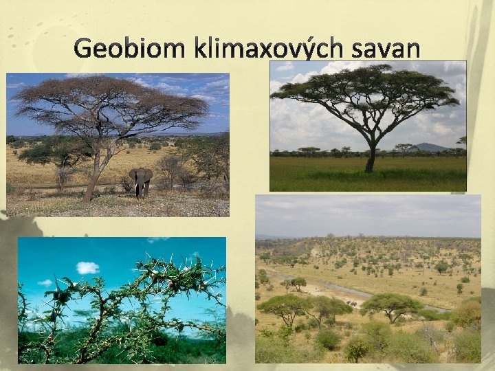 Geobiom klimaxových savan 
