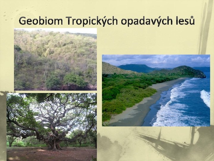 Geobiom Tropických opadavých lesů 