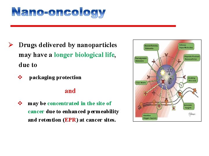 Ø Drugs delivered by nanoparticles may have a longer biological life, due to v