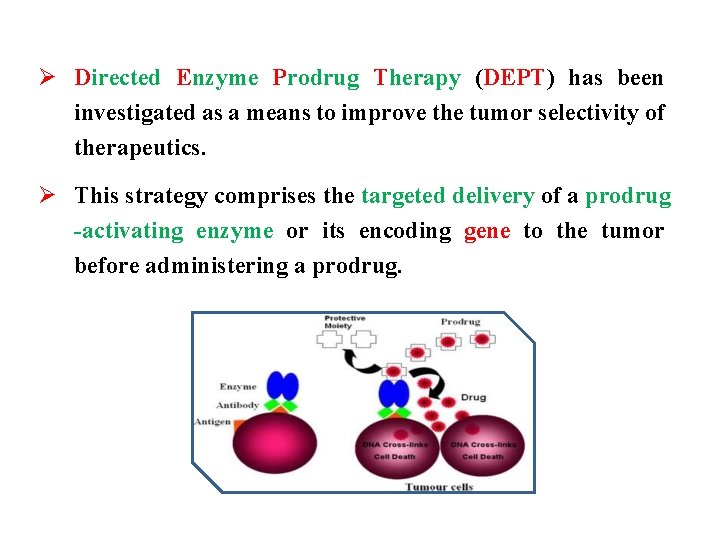 Ø Directed Enzyme Prodrug Therapy (DEPT) has been investigated as a means to improve