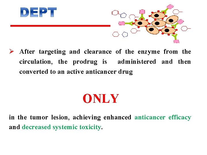 Ø After targeting and clearance of the enzyme from the circulation, the prodrug is