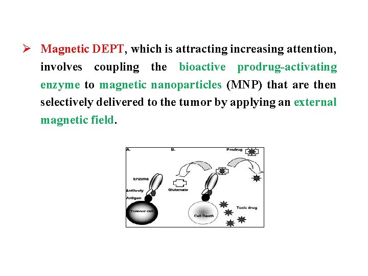 Ø Magnetic DEPT, which is attracting increasing attention, involves coupling the bioactive prodrug-activating enzyme