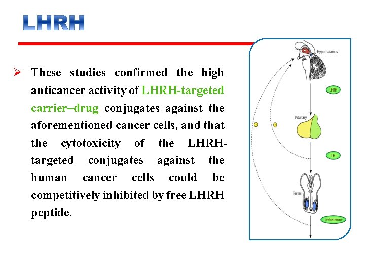 Ø These studies confirmed the high anticancer activity of LHRH-targeted carrier–drug conjugates against the