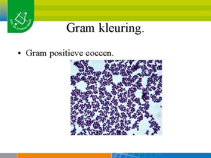 Gram kleuring. • Gram positieve coccen. 