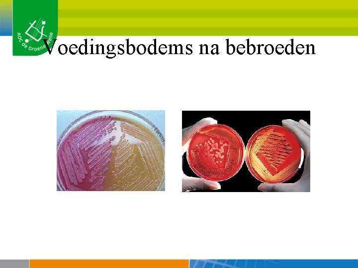 Voedingsbodems na bebroeden 