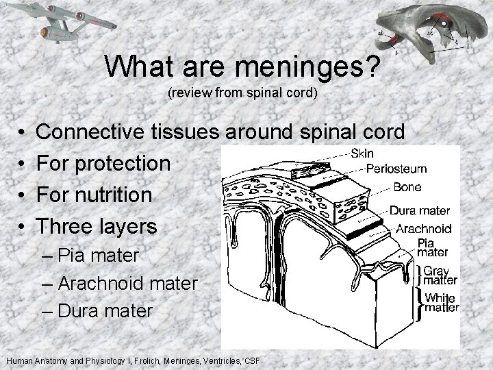 What are meninges? (review from spinal cord) • • Connective tissues around spinal cord