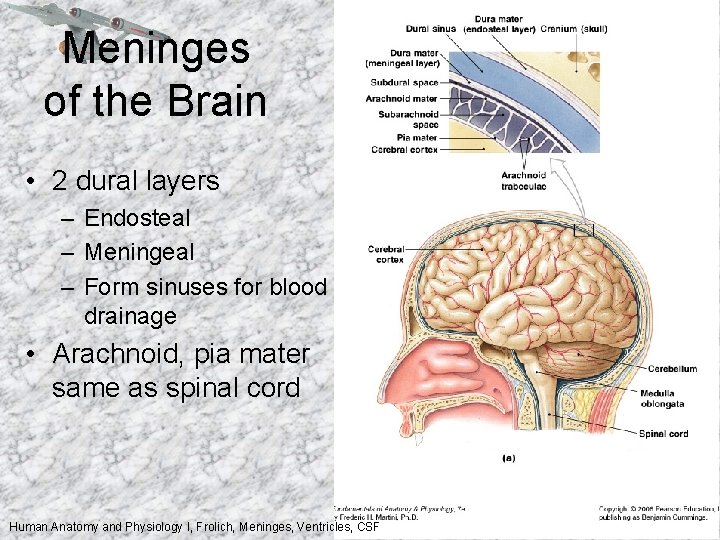 Meninges of the Brain • 2 dural layers – Endosteal – Meningeal – Form