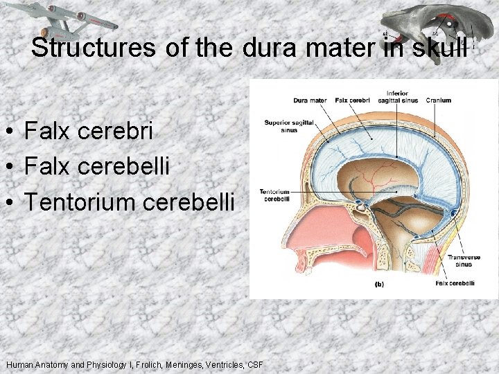 Structures of the dura mater in skull • Falx cerebri • Falx cerebelli •