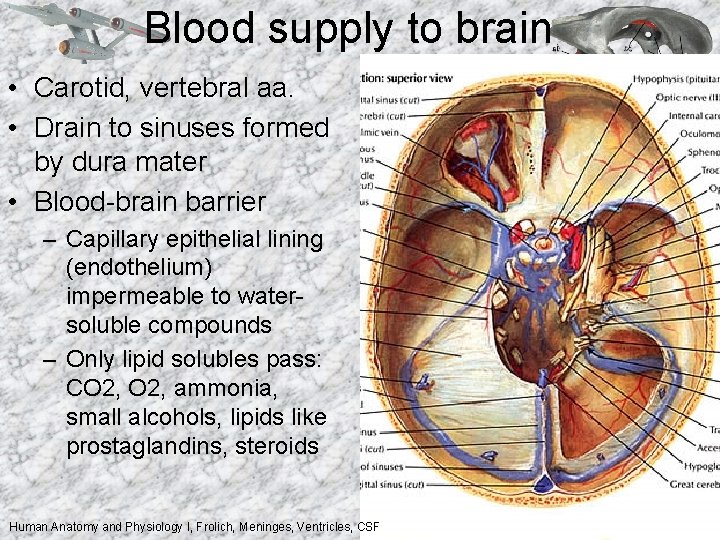 Blood supply to brain • Carotid, vertebral aa. • Drain to sinuses formed by