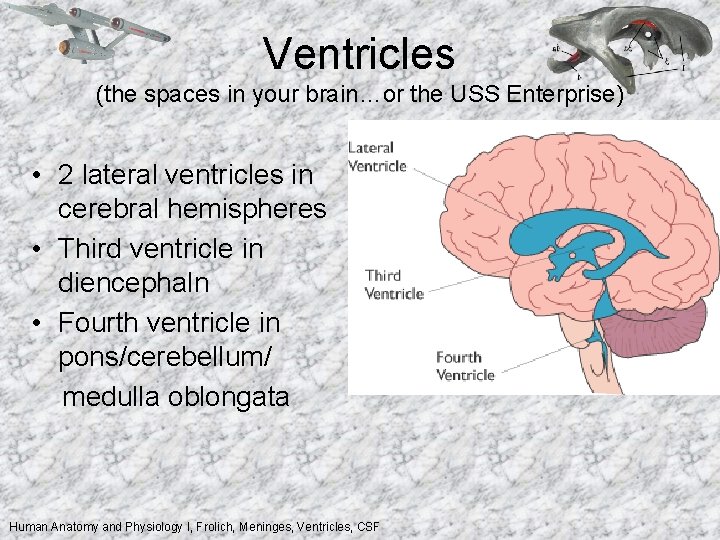 Ventricles (the spaces in your brain…or the USS Enterprise) • 2 lateral ventricles in