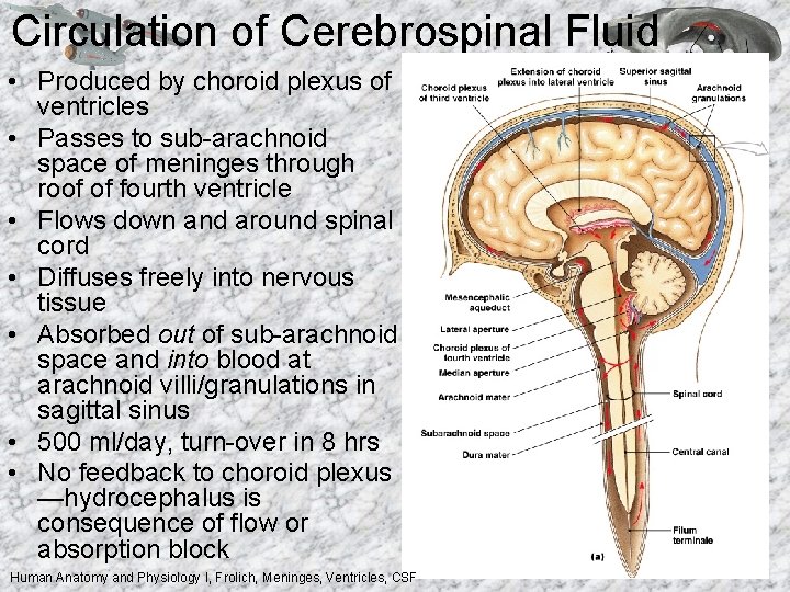 Circulation of Cerebrospinal Fluid • Produced by choroid plexus of ventricles • Passes to