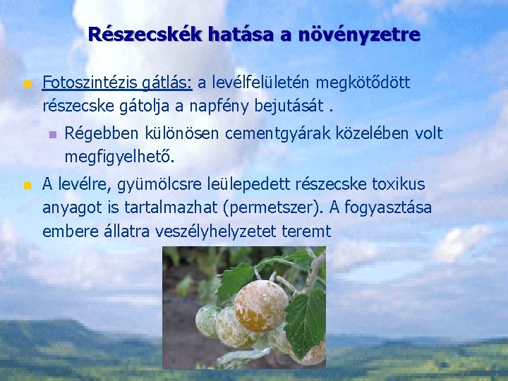 Részecskék hatása a növényzetre n Fotoszintézis gátlás: a levélfelületén megkötődött részecske gátolja a napfény