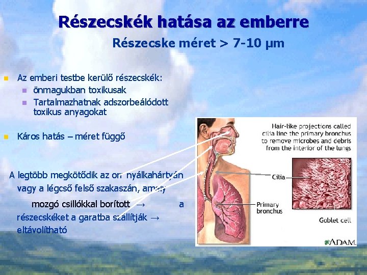 Részecskék hatása az emberre Részecske méret > 7 -10 μm n Az emberi testbe