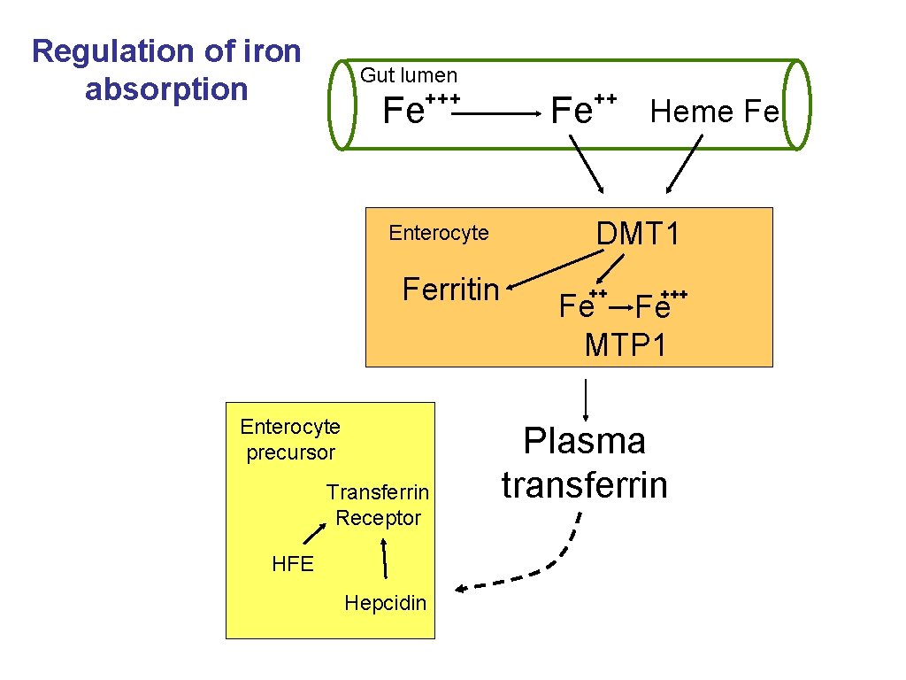 Regulation of iron absorption Gut lumen +++ Fe Enterocyte Ferritin Enterocyte precursor Transferrin Receptor