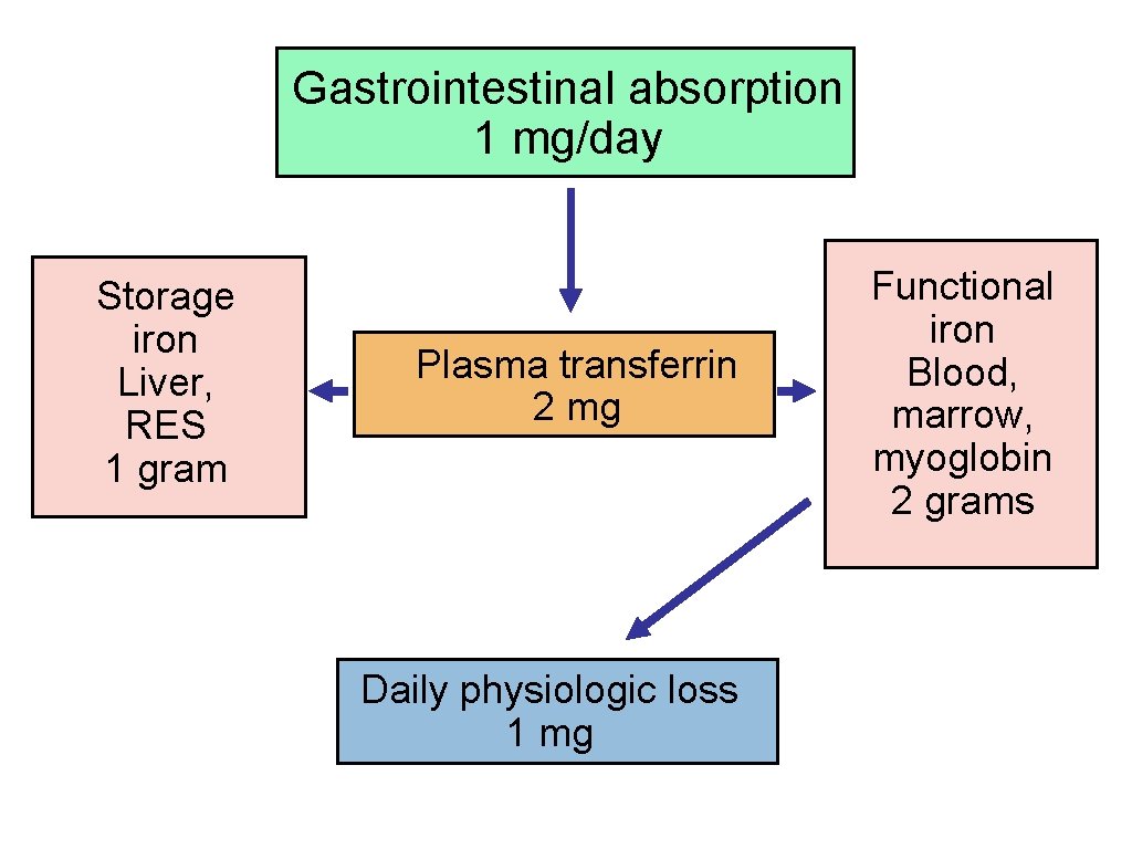 Gastrointestinal absorption 1 mg/day Storage iron Liver, RES 1 gram Plasma transferrin 2 mg