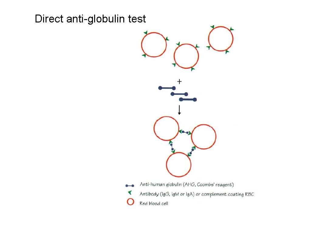 Direct anti-globulin test 