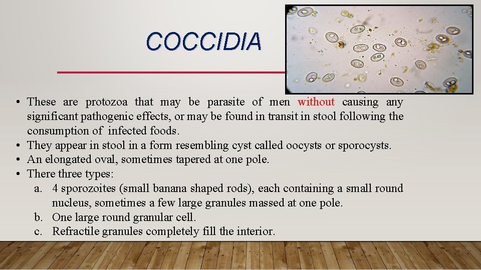 COCCIDIA • These are protozoa that may be parasite of men without causing any