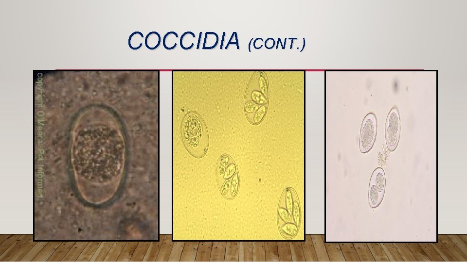 COCCIDIA (CONT. ) 