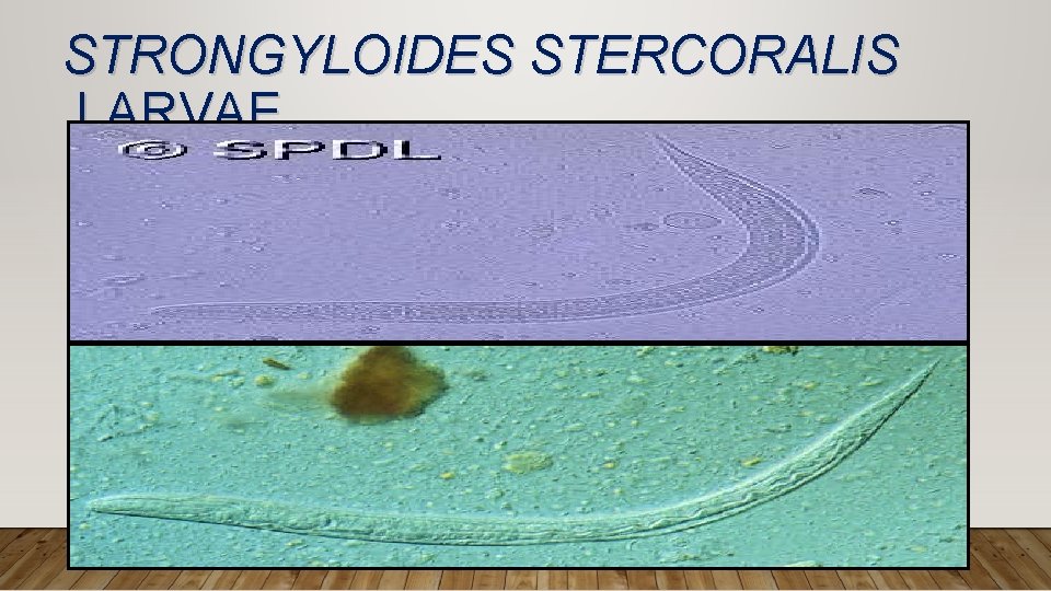 STRONGYLOIDES STERCORALIS LARVAE 