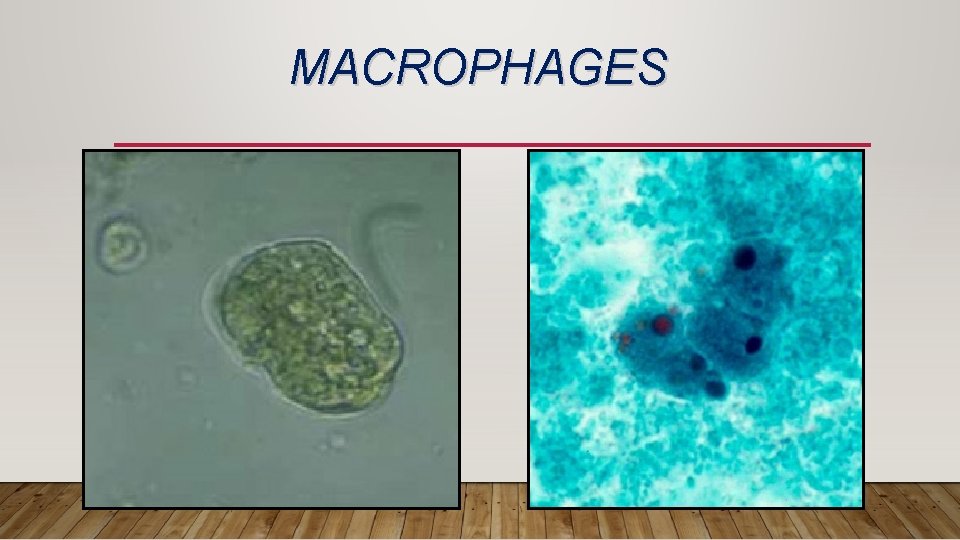 MACROPHAGES 