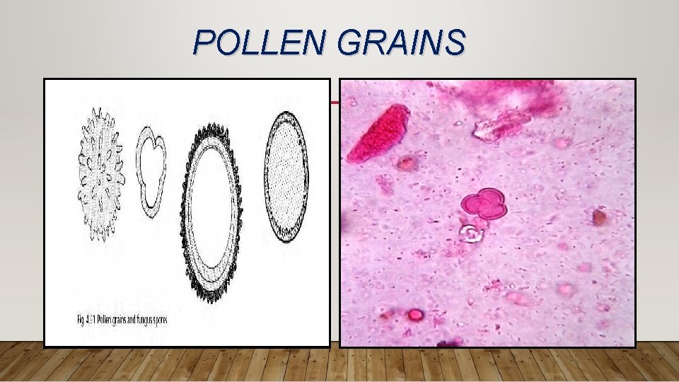 POLLEN GRAINS 