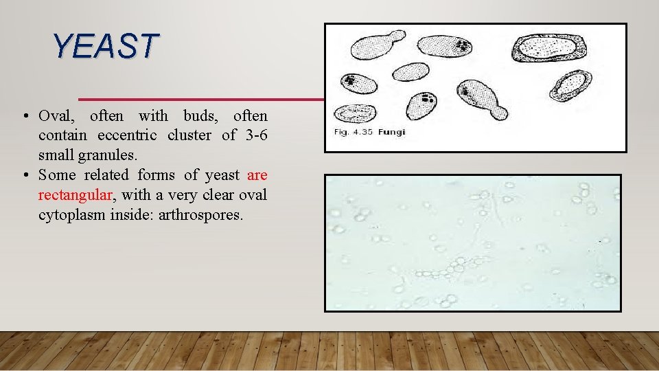 YEAST • Oval, often with buds, often contain eccentric cluster of 3 -6 small