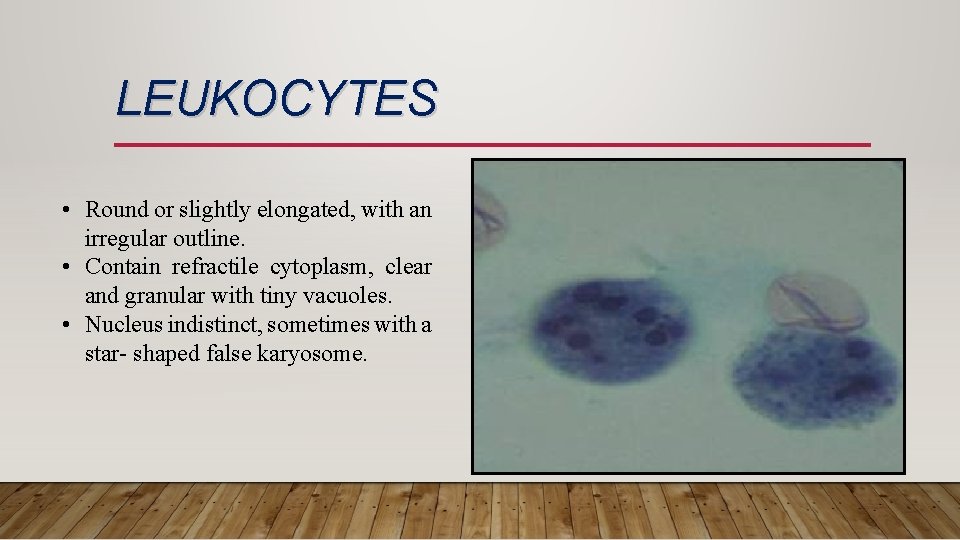 LEUKOCYTES • Round or slightly elongated, with an irregular outline. • Contain refractile cytoplasm,