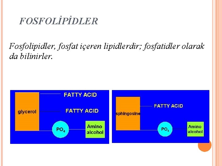 FOSFOLİPİDLER Fosfolipidler, fosfat içeren lipidlerdir; fosfatidler olarak da bilinirler. 