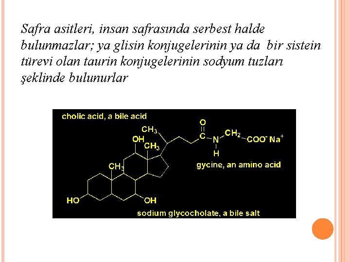 Safra asitleri, insan safrasında serbest halde bulunmazlar; ya glisin konjugelerinin ya da bir sistein