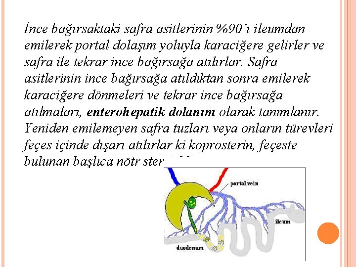 İnce bağırsaktaki safra asitlerinin %90’ı ileumdan emilerek portal dolaşım yoluyla karaciğere gelirler ve safra