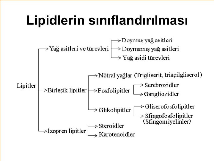 Lipidlerin sınıflandırılmaları 