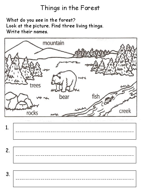 Things in the Forest What do you see in the forest? Look at the
