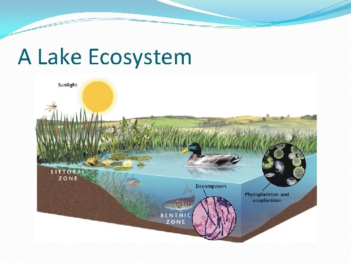 A Lake Ecosystem 