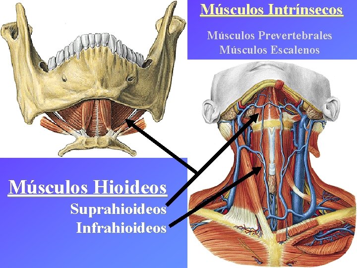 Músculos Intrínsecos Músculos Prevertebrales Músculos Escalenos Músculos Hioideos Suprahioideos Infrahioideos 