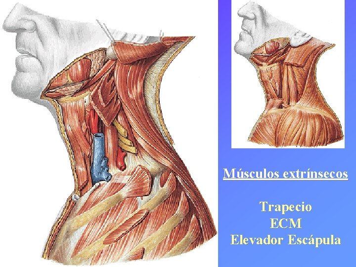 Músculos extrínsecos Trapecio ECM Elevador Escápula 
