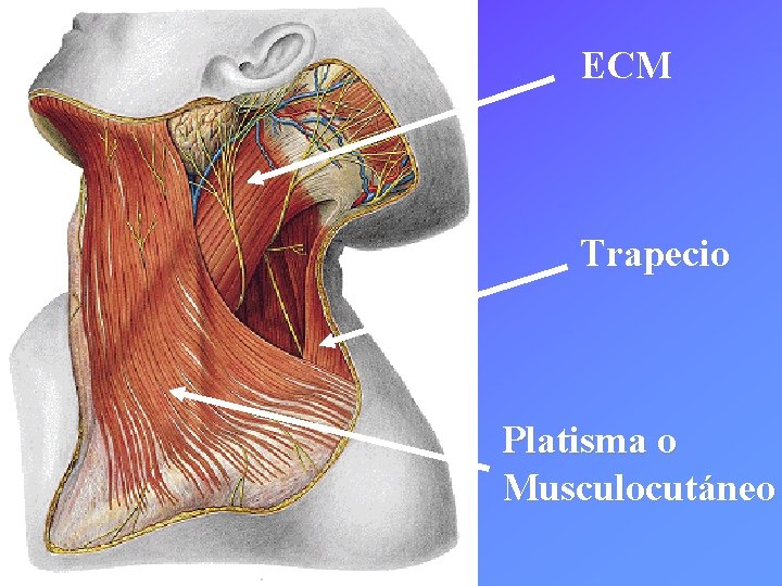 ECM Trapecio Platisma o Musculocutáneo 