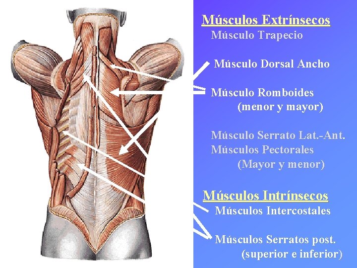Músculos Extrínsecos Músculo Trapecio Músculo Dorsal Ancho Músculo Romboides (menor y mayor) Músculo Serrato