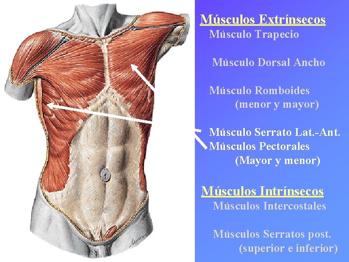 Músculos Extrínsecos Músculo Trapecio Músculo Dorsal Ancho Músculo Romboides (menor y mayor) Músculo Serrato