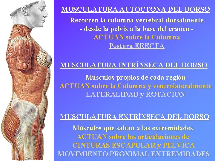 MUSCULATURA AUTÓCTONA DEL DORSO Recorren la columna vertebral dorsalmente - desde la pelvis a