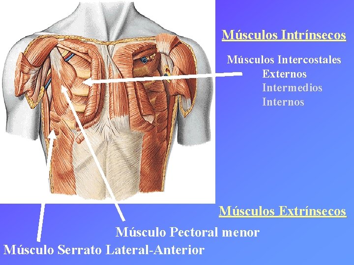 Músculos Intrínsecos Músculos Intercostales Externos Intermedios Internos Músculos Extrínsecos Músculo Pectoral menor Músculo Serrato