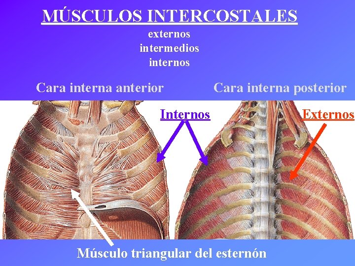 MÚSCULOS INTERCOSTALES externos intermedios internos Cara interna anterior Cara interna posterior Internos Músculo triangular