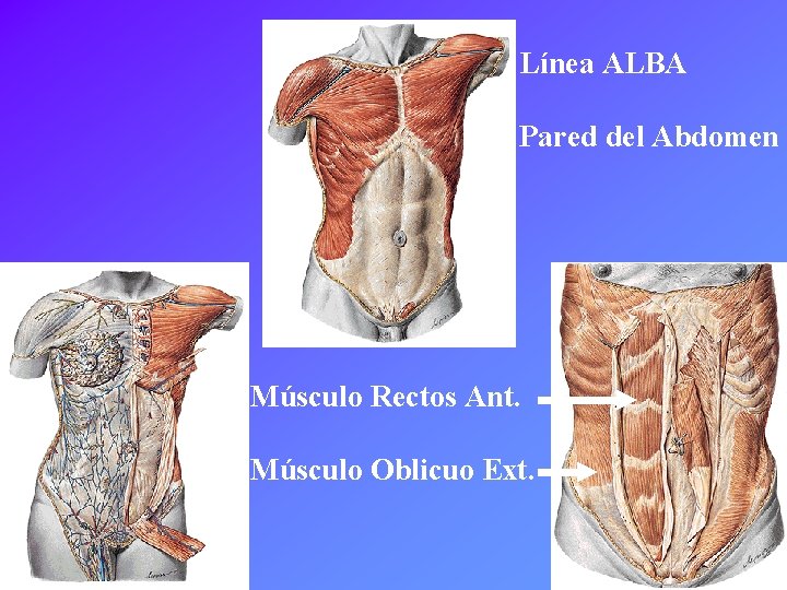 Línea ALBA Pared del Abdomen Músculo Rectos Ant. Músculo Oblicuo Ext. 