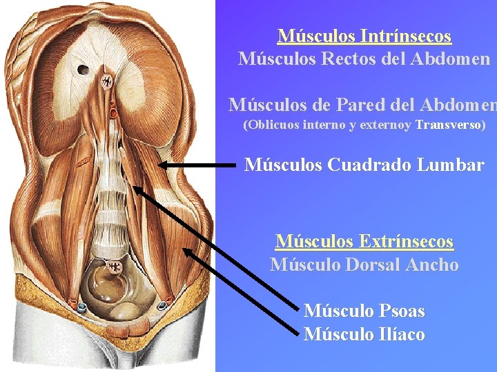 Músculos Intrínsecos Músculos Rectos del Abdomen Músculos de Pared del Abdomen (Oblicuos interno y