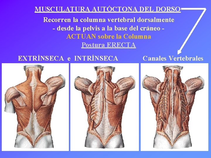 MUSCULATURA AUTÓCTONA DEL DORSO Recorren la columna vertebral dorsalmente - desde la pelvis a