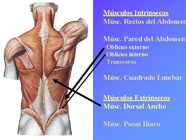 Músculos Intrínsecos Músc. Rectos del Abdomen Músc. Pared del Abdomen Oblicuo externo Oblicuo interno