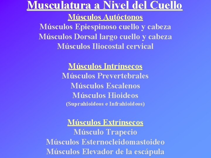 Musculatura a Nivel del Cuello Músculos Autóctonos Músculos Epiespinoso cuello y cabeza Músculos Dorsal