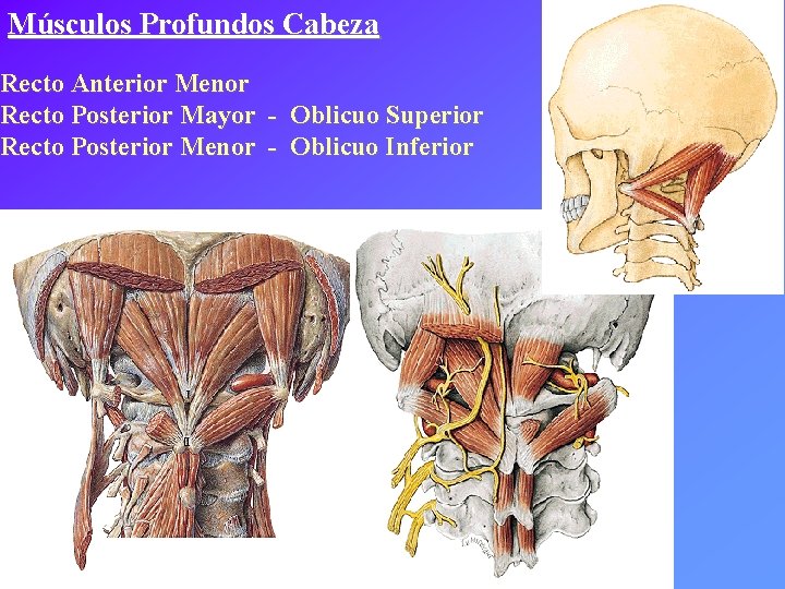 Músculos Profundos Cabeza Recto Anterior Menor Recto Posterior Mayor - Oblicuo Superior Recto Posterior