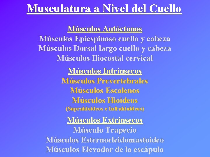 Musculatura a Nivel del Cuello Músculos Autóctonos Músculos Epiespinoso cuello y cabeza Músculos Dorsal