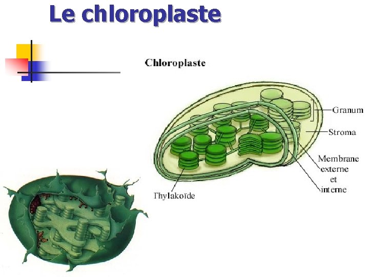 Le chloroplaste 