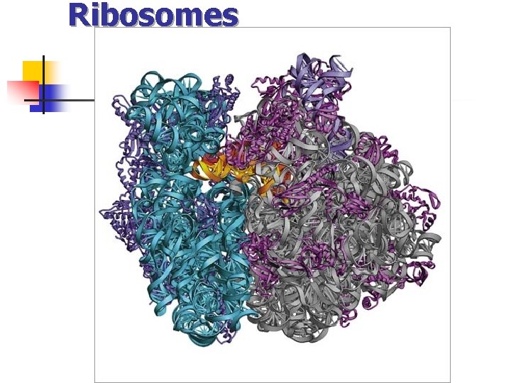 Ribosomes 